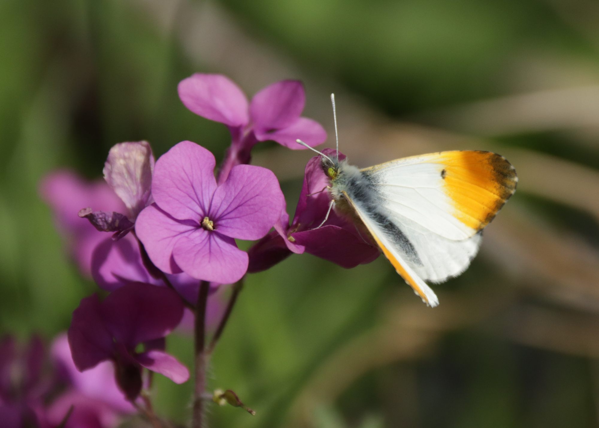 Orange-tip Rick Vickers