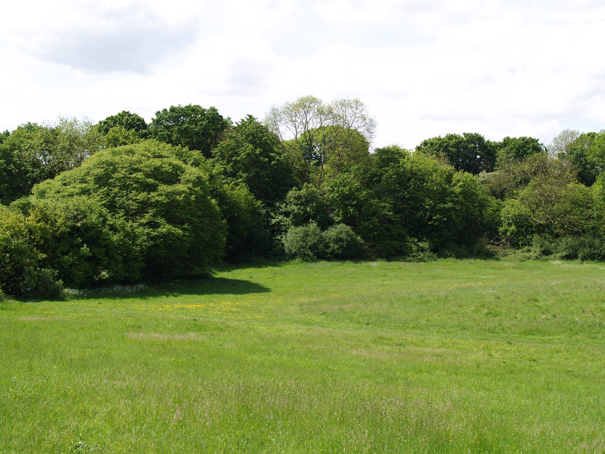 Shrub Hill - Roger Prue