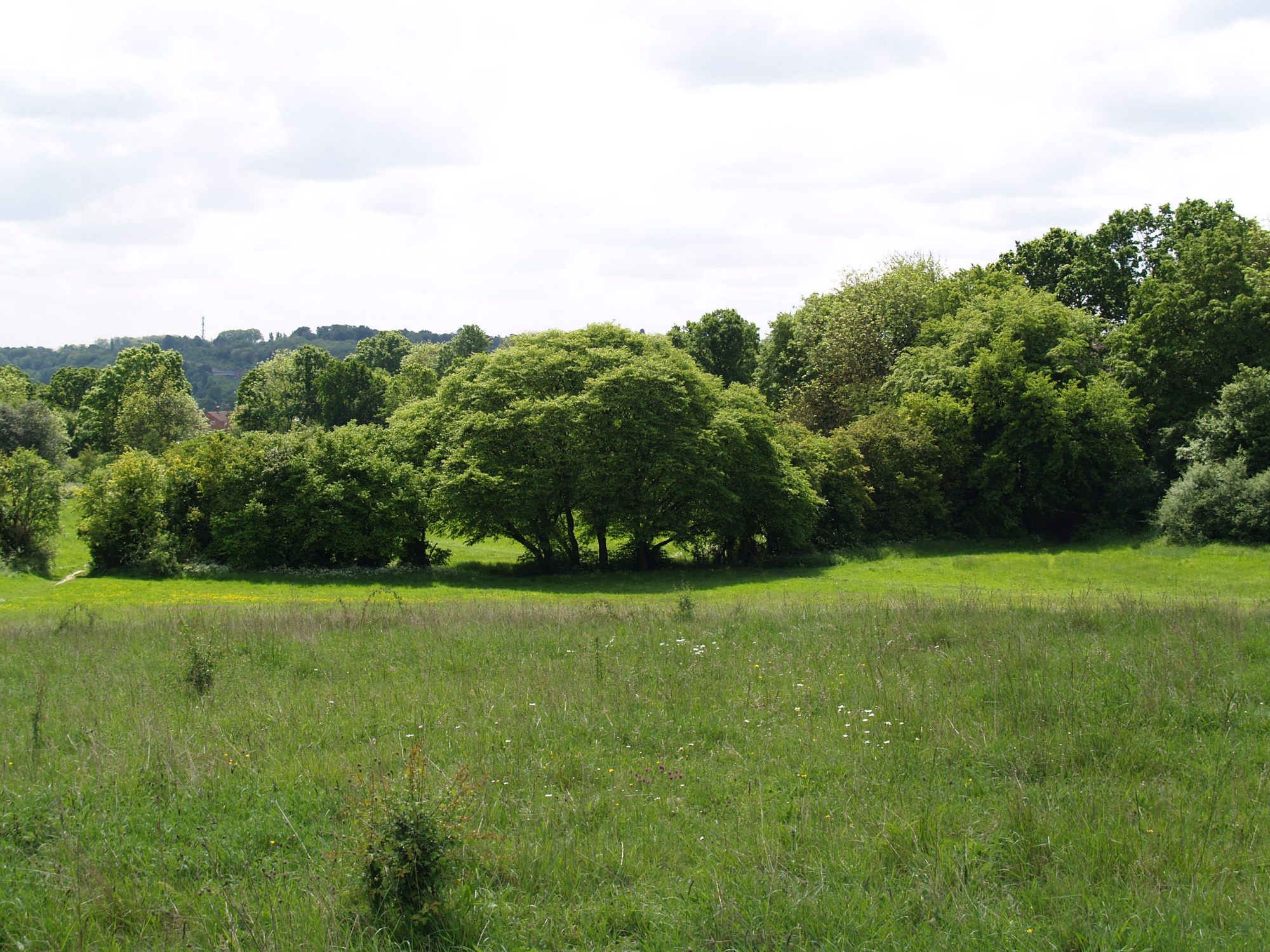 Shrub Hill - Roger Prue