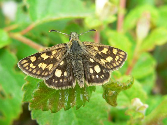 Chequered Skipper 2005 - Steve Lane