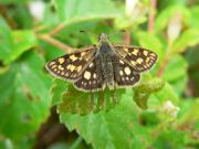 Chequered Skipper 2005 - Steve Lane