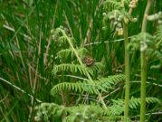 Chequered Skipper 2006 - Steve Lane