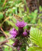 Chequered Skipper 2005 - Steve Lane