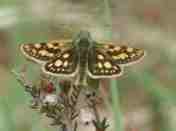 Chequered Skipper 2001