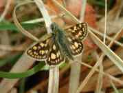 Chequered Skipper 2002