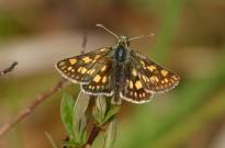 Chequered Skipper 2003