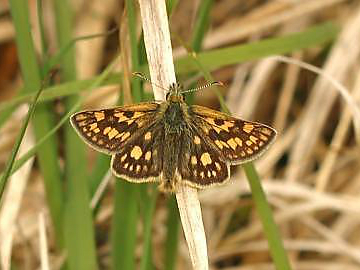 Chequered Skipper 2004 - Nick Sampford