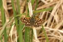 Chequered Skipper 2004