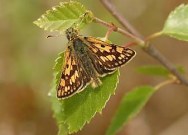 Chequered Skipper 2004