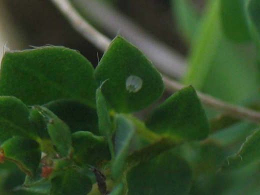 Dingy Skipper  egg 2005 - Andrew Palmer