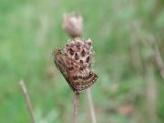 Roosting Dingy Skipper 2005 - Andrew Middleton