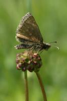 Dingy Skipper 2005 - Colin Sturges