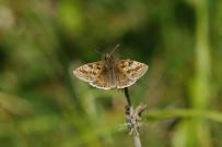 Dingy Skipper 2005 - Ian Hardy