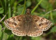 Dingy Skipper 2005 - Lee Browne