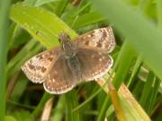 Dingy Skipper 2005 - Malcolm Hull