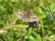 Dingy Skipper 2005 - Steve Lane