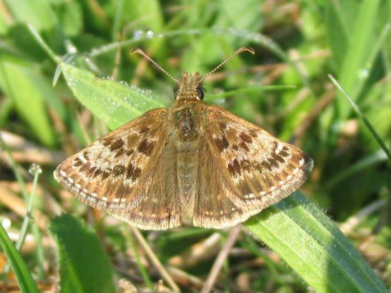 Dingy Skipper (m) 2006 - Andrew Palmer