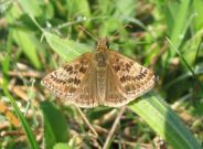 Dingy Skipper 2006 - Andrew Palmer