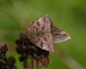 Dingy Skipper 2006 - Liz Goodyear