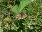 Dingy Skipper 2006 - Steve Lane