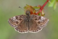 Dingy Skipper 2006 - Sandra Standbridge