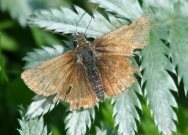 Dingy Skipper 2007 - Dave Mackenzie