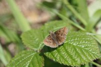 Dingy Skipper 2007 - Martin Parr