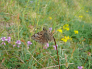 Dingy Skipper 2007 - Steve Lane