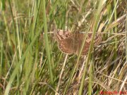 Dingy Skipper 2008 - Darin Stanley