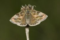 Dingy Skipper 2008 - Ian Small