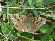 Dingy Skipper 2008 - Nigel Agar