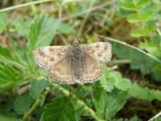 Dingy Skipper 2008 - Paul Thrush