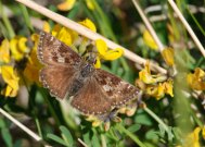 Dingy Skipper 2009 - Bob Clift