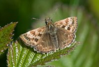 Dingy Skipper 2009 - Colin Sturges