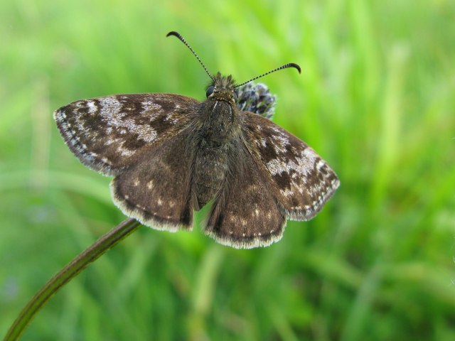 Dingy Skipper (f) 2009 - Elizabeth Debenham