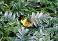 Dingy Skipper 2009 - Robin Pearsont