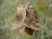 Dingy Skipper 2011 - Chris Beach