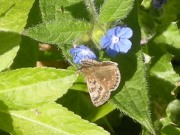 Dingy Skipper 2011 - Nigel Agar