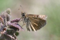 Dingy Skipper  2011 - Steve Gent