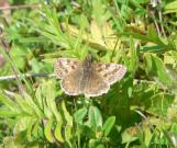 Dingy Skipper 2005 - Steve Lane