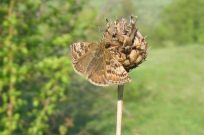 Dingy Skipper 2006 - Andrew Palmer