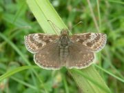 Dingy Skipper 2006 - Trevor Chapman