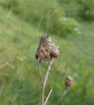 Dingy Skipper 2007 - Steve Lane