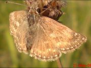 Dingy Skipper 2008 - Darin Stanley