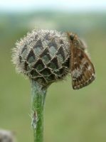 Dingy Skipper 2006 - Trevor Chapman