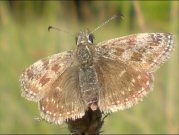 Dingy Skipper 2008 - Darin Stanley