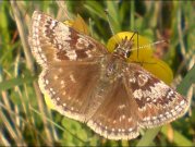 Dingy Skipper 2008 - Darin Stanley