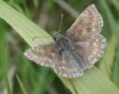 Dingy Skipper 2001 - Nick Sampford