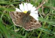 Dingy Skipper 2002 - Nick Sampford