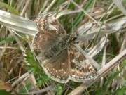 Dingy Skipper 2003 - Trevor Chapman